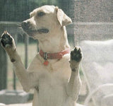 Black Polyester Pet Mesh 1.2m Net Cat Dog Scratch Clawing Resistant-Sold by meters - Sisi UK Ltd