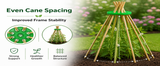 Wigwam Cane Grips for Climbing Plants – 10 Hole Bamboo Cane Holders for Sweet Peas, Beans, Tomato & Cucumber – Reusable Garden Plant Support Rings Pack of 2