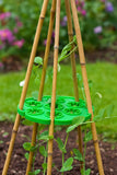 Wigwam Cane Grips for Climbing Plants – 10 Hole Bamboo Cane Holders for Sweet Peas, Beans, Tomato & Cucumber – Reusable Garden Plant Support Rings Pack of 2