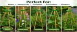 Wigwam Cane Grips for Climbing Plants – 10 Hole Bamboo Cane Holders for Sweet Peas, Beans, Tomato & Cucumber – Reusable Garden Plant Support Rings Pack of 2