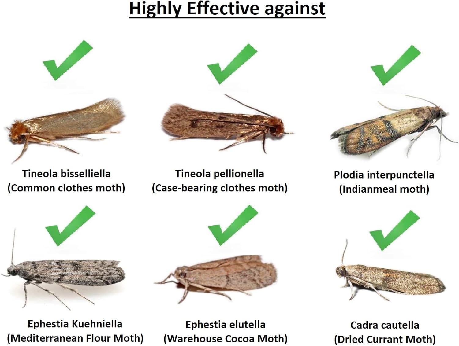 Clothes/Capret and Pantry Moth Monitoring Trap Non-Toxic Pheromone Moth Sticky Trap Odourless for Wardrobe and Cupboard Easy Set-Up Long-Lasting (8-12 Weeks)